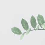 Self-Regulation Therapy: A Somatic Approach to Healing Trauma