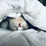 Trauma and Its Effect on Sleep