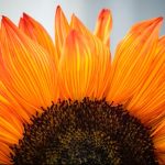 Looking on the Bright Side of Life: How Being Grateful Can Boost your Well-Being