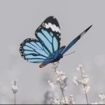 Butterfly Hug